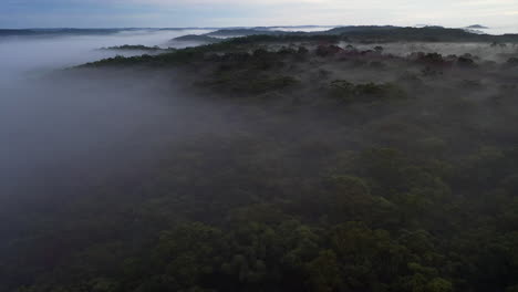 aerial: tilt up over a forest blanketed in fog during the early morning in australia