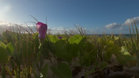 purple beach flower and coastal plants on a sunny day
