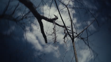 bare branches against a cloudy sky
