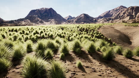 desert landscape in crater national park