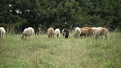 Pequeño-Rebaño-De-Ovejas-Y-Cabras