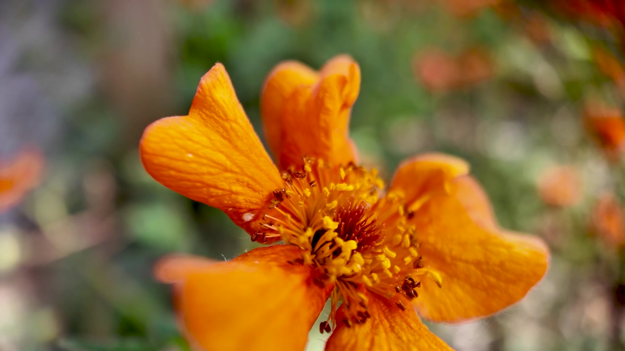 Fiore arancione in fiore con petali intricati e stami, in primo piano in un giardino