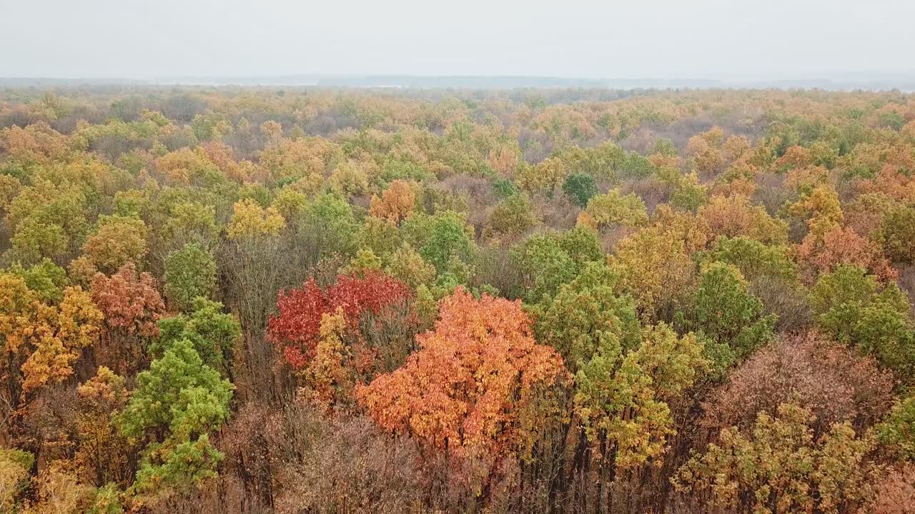 Natural view of woodland in autumn. Flying above bright colors of trees in fall at day time. Aerial view.