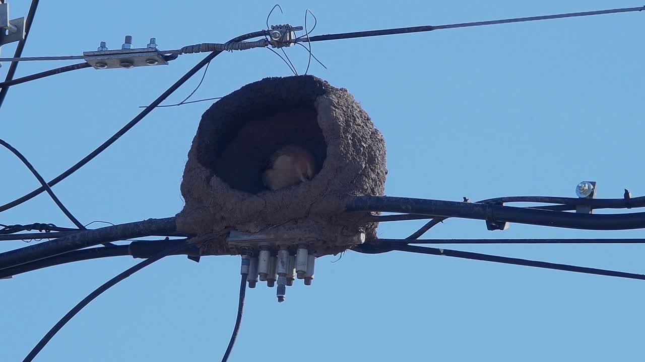Rufous hornero (Furnarius rufus) building its nest on power lines