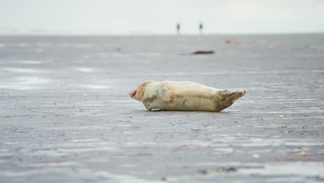 Cría-De-Foca-De-Puerto-Bebé-Descansando-En-La-Playa-De-Arena-En-Ameland,-Mirando-Alrededor