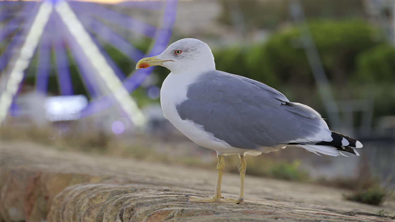 Close up of a seagull standing with a blurred view of a lighted ferris wheel