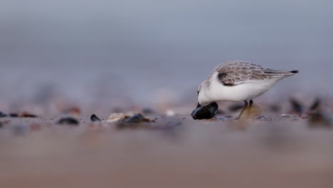 plover nevado alimentándose en la playa