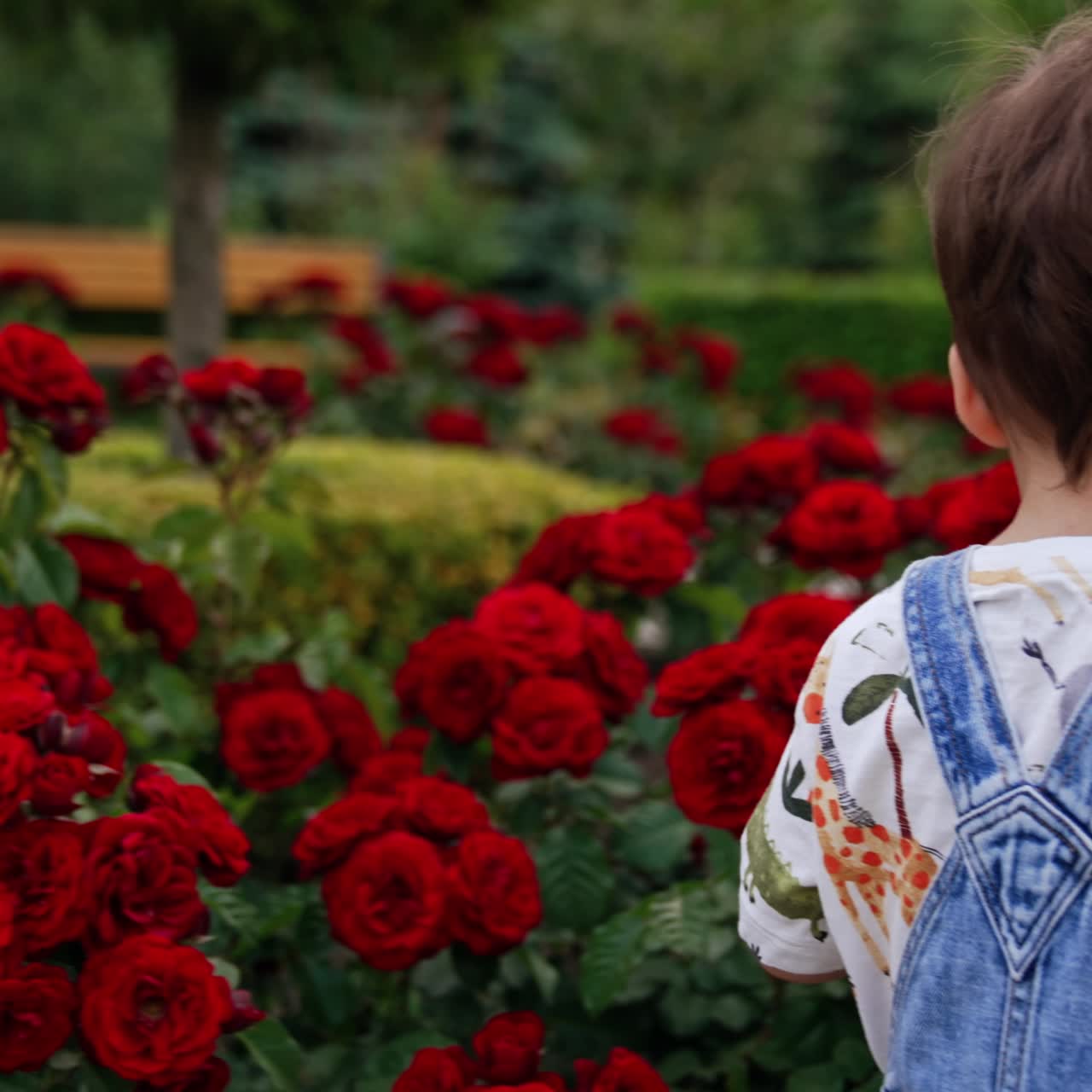 Sweet Caucasian child walking near the beautiful flower bed. Kid touches red roses and looks at camera