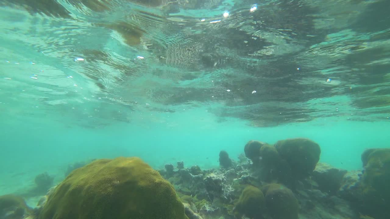 la vida bajo el mar en el arrecife de coral cerca de tulum en méxico.