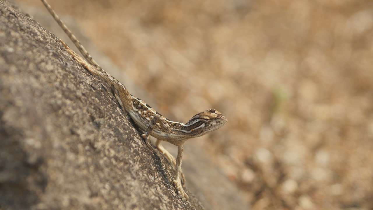 A fan throated lizard female poses on the rock as she observs for movement of insects