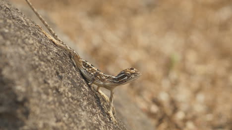 a fan throated lizard female poses on the rock as she observs for movement of insects