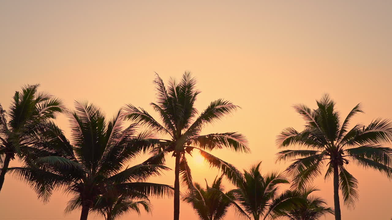 Low angle view of silhouette palm trees against sky during sunset