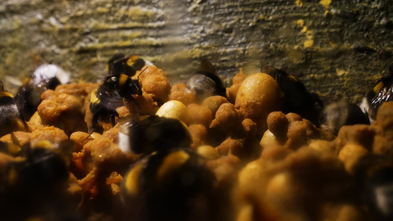 Bees working in beehive, collected nectar from pollen of flower in the garden. selective focus. Beekeeping concept