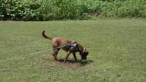 Brauner-Hund-Gräbt-Ein-Loch-In-Den-Boden