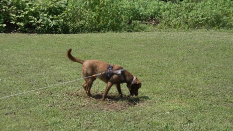 Brown-dog-digging-a-hole-in-the-ground-wide