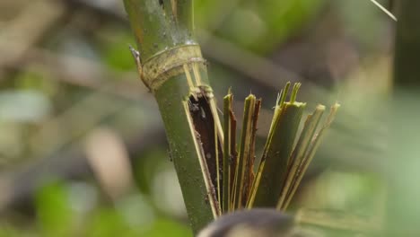 a capuchin monkey bites open the side of a bamboo tree to eat an ants nest inside