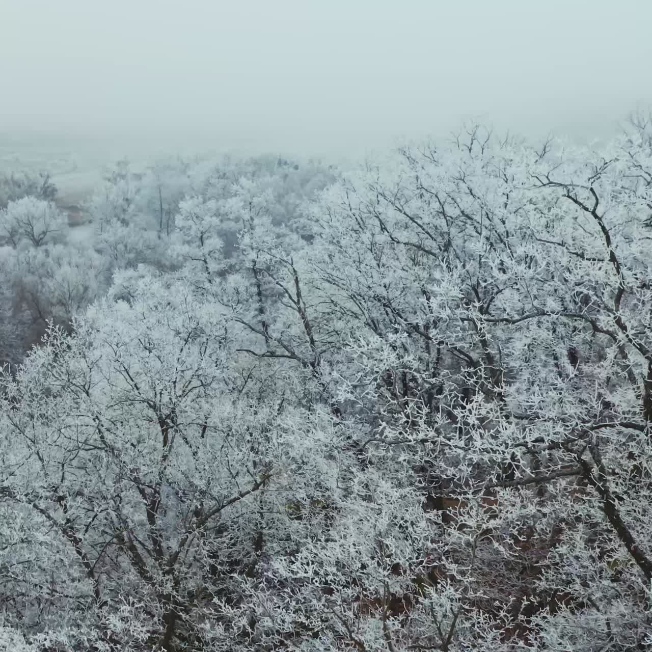 Forest covered with snow