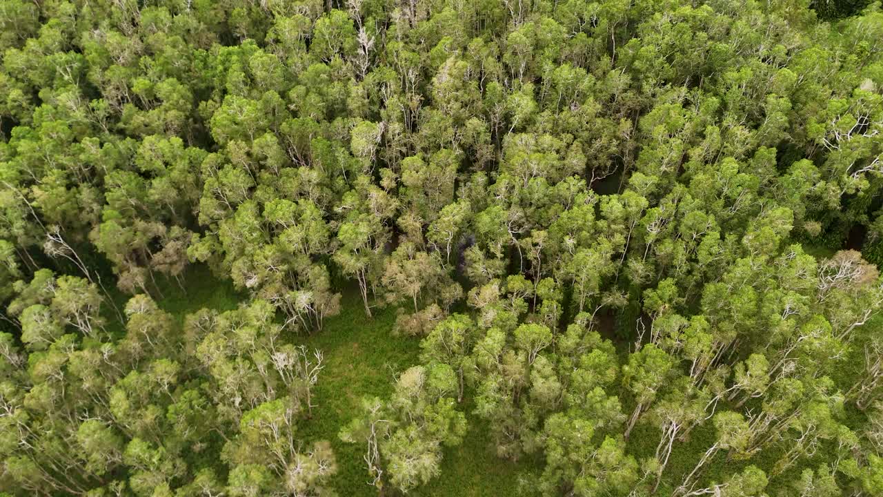 Drone footage captures a dense, vibrant forest canopy in Port Douglas, Australia, showcasing natural beauty from an elevated perspective