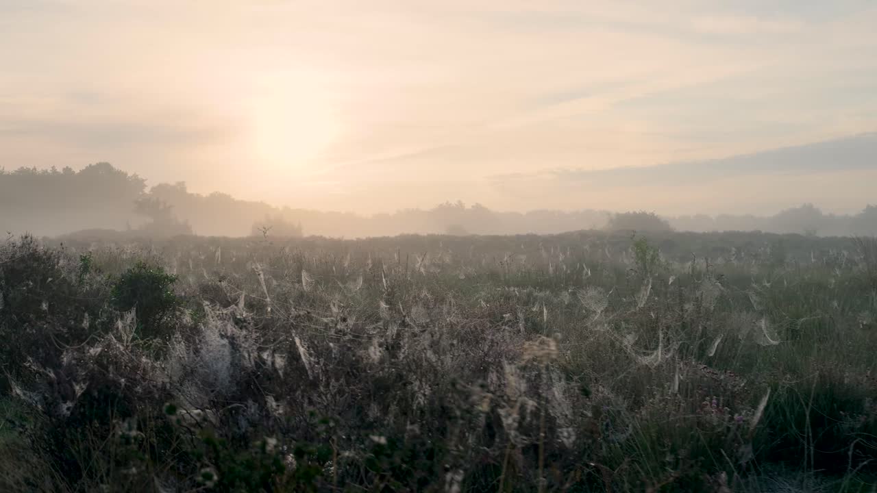 amanecer brumoso sobre un campo de brezo con telas de araña