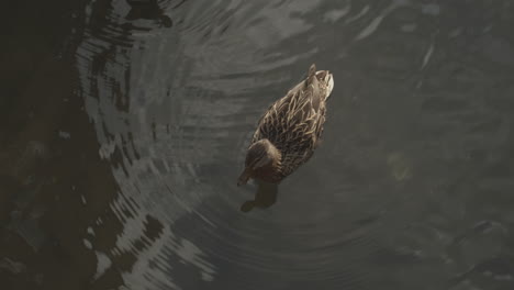 川の中のマガモのハイアングルショット