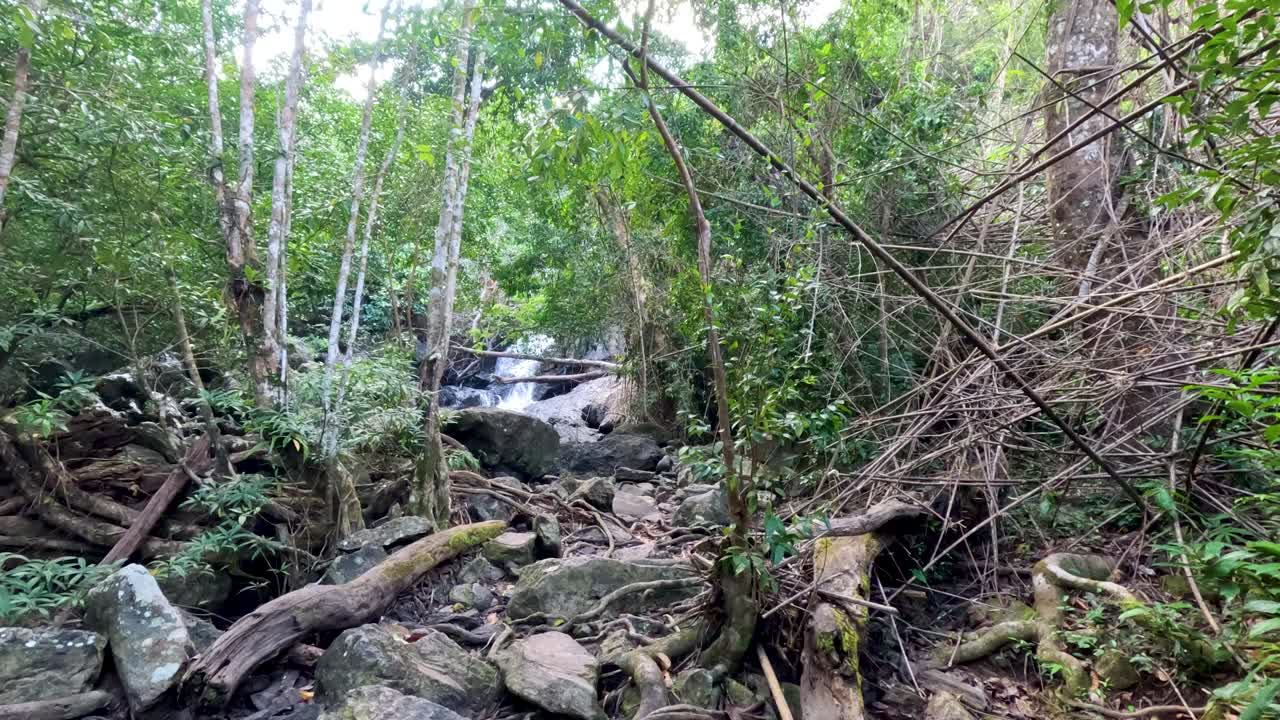 pequeña cascada que fluye a través del denso bosque tropical
