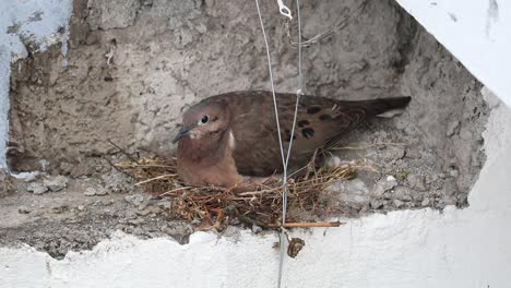 Piggeon-breathing-while-nesting-over-a-wall