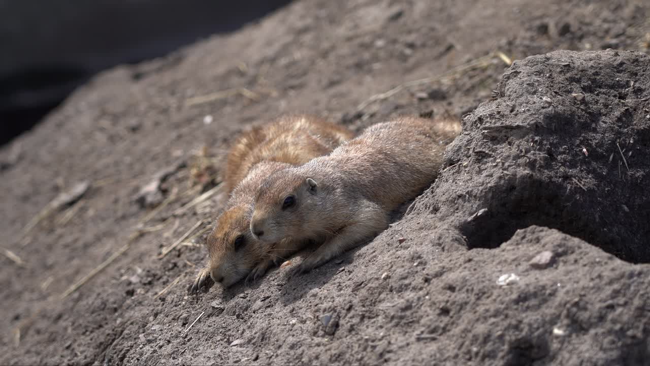 Cute wild prairie dogs keep watch for enemies on a pile of dirt, close-up