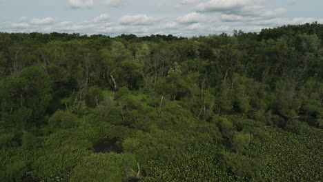 Vasto-Paisaje-De-Pantanos-Con-Frondosos-Bosques-Y-Vegetación-Cerca-De-Lamar,-Condado-De-Barton,-Missouri,-Estados-Unidos