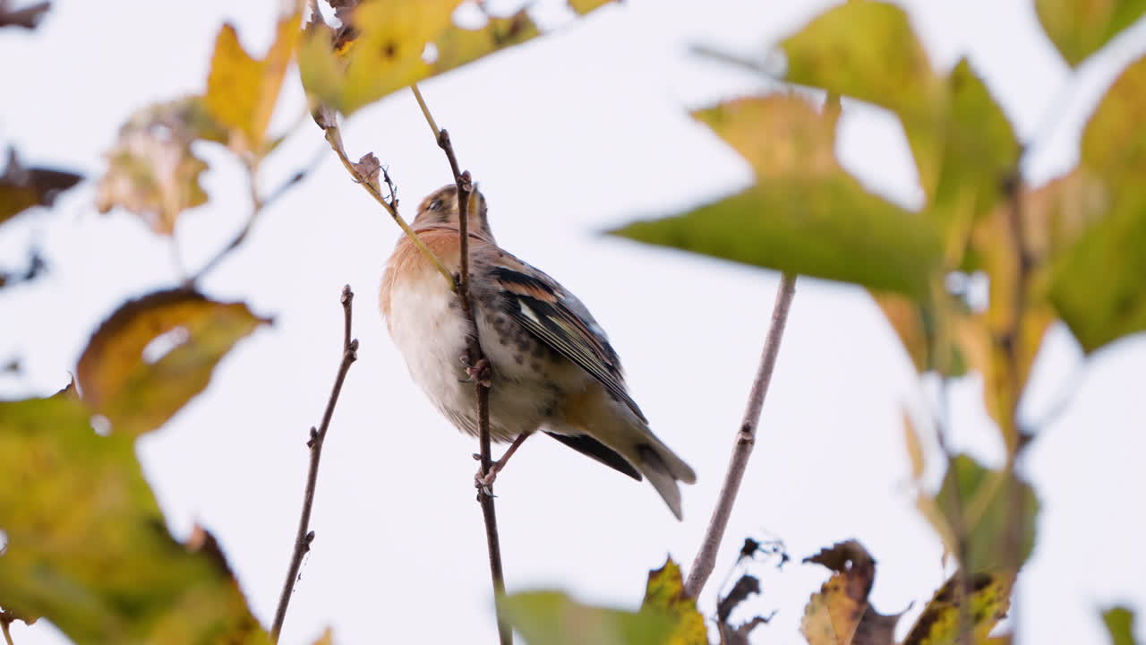 pájaro brambling hembra posado en la rama de un árbol de otoño - primer plano