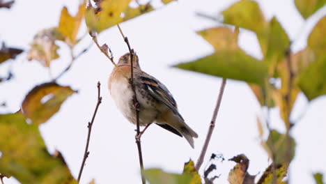 female brambling bird perched on autumn tree twig - close-up