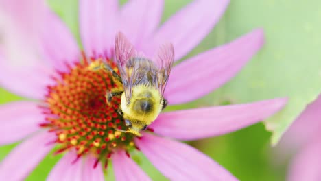 la abeja carpintera grande poliniza una bonita flor roja y rosa en verano o primavera.