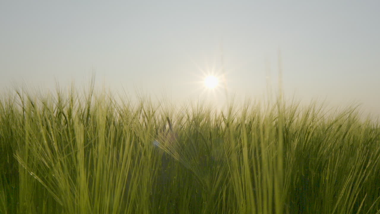 지평선에 태양이 비치는 푸른 보리 ⁇ 의 낮은 각도 전망