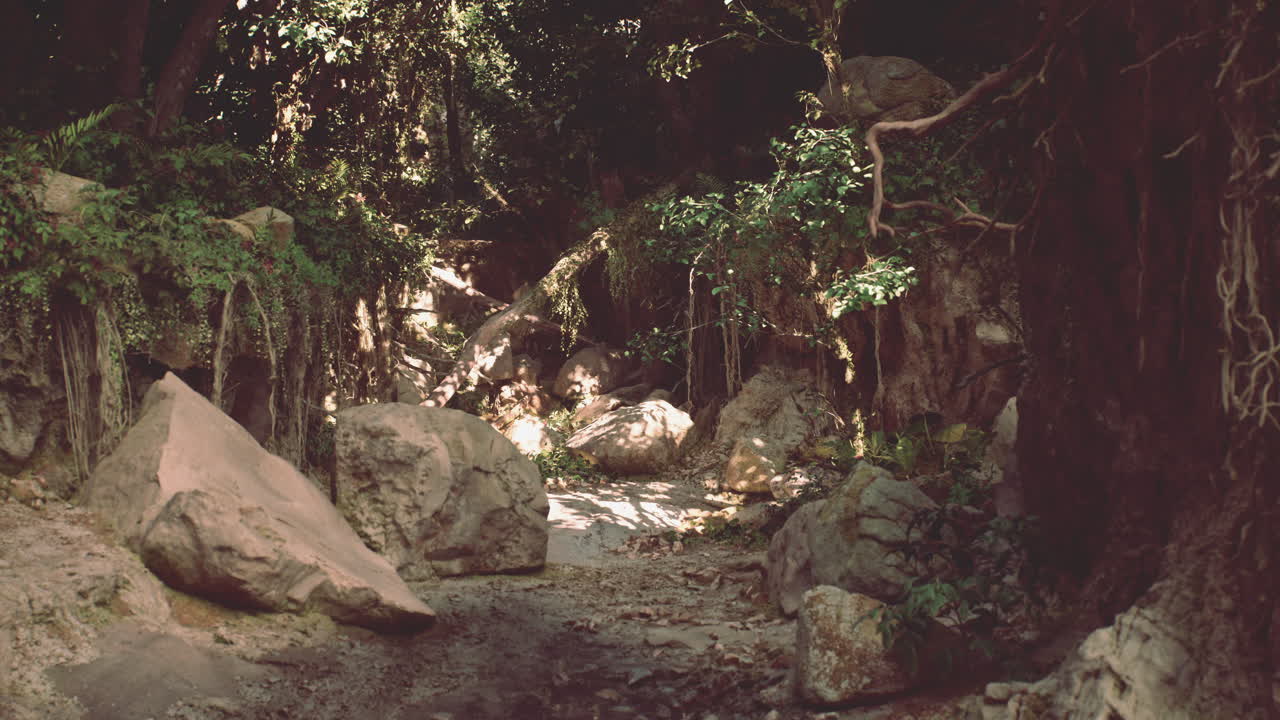 울창한 숲을 가로질러 가는 길