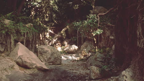 dirt path cutting through lush forest