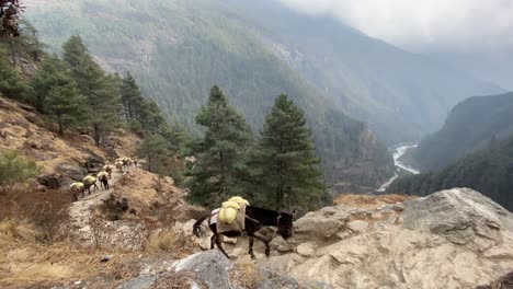 a mule train in the himalaya mountains of nepal