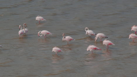 flock of flamingos in water