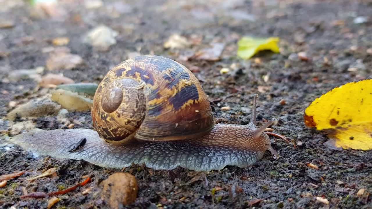 Slow motion close up view of dark brown beautiful land snail on damp dirt ground, yellow leaves on the ground