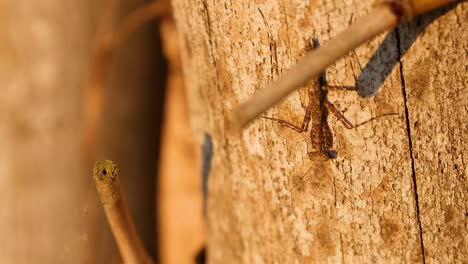 mantis orando trepando a la corteza de los árboles en los jardines botánicos