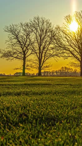 Bare tree silhouettes glowing orange under sun rising high into sky, macro details of grass, vertical