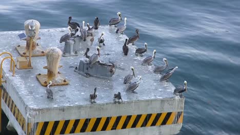 un grupo de pelícanos de pie observan tranquilamente el agua en busca de peces