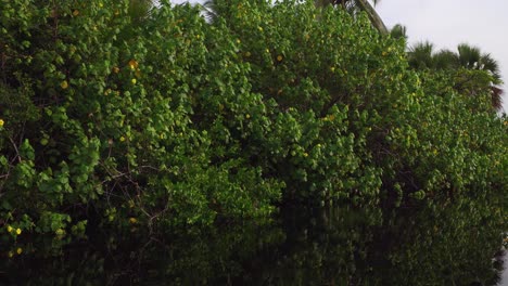 Shot-of-plants-and-flowers-in-mangrove-La-Ventanilla,-Oaxaca