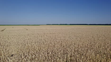 flying over beautiful natural wheat field