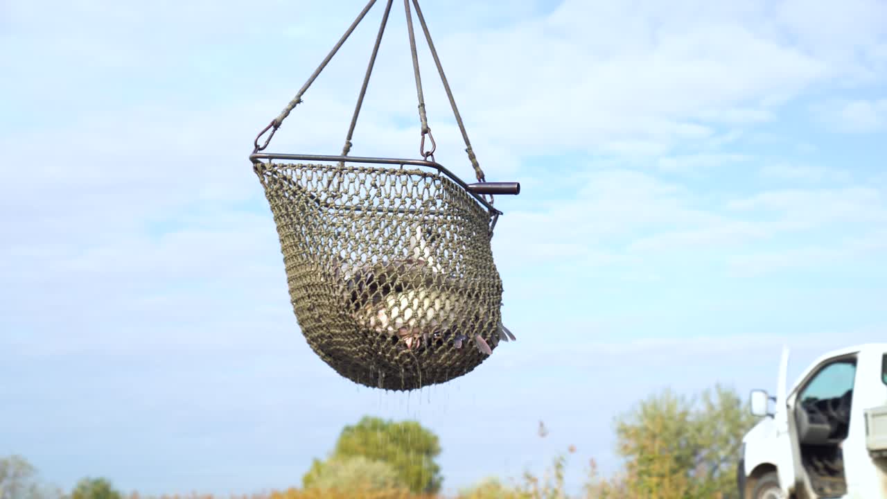 Fish farm workers toss Sziki Carp other fish into large basket hooked to crane while harvesting fish in Akasztó, Hungary.