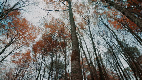 naturaleza del bosque italiano de otoño