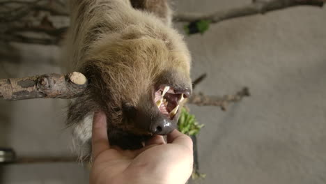 A-two-toed-sloth-hanging-in-a-tree-close-to-the-camera-slow-motion-cinematic