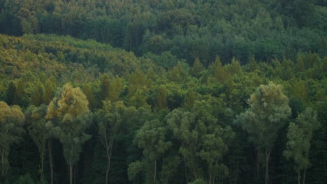 Zeitraffer-Eines-Sonnenuntergangs,-Wie-Er-Im-Sommer-Auf-Den-Leichentüchern-Des-Waldes-Zu-Sehen-Ist