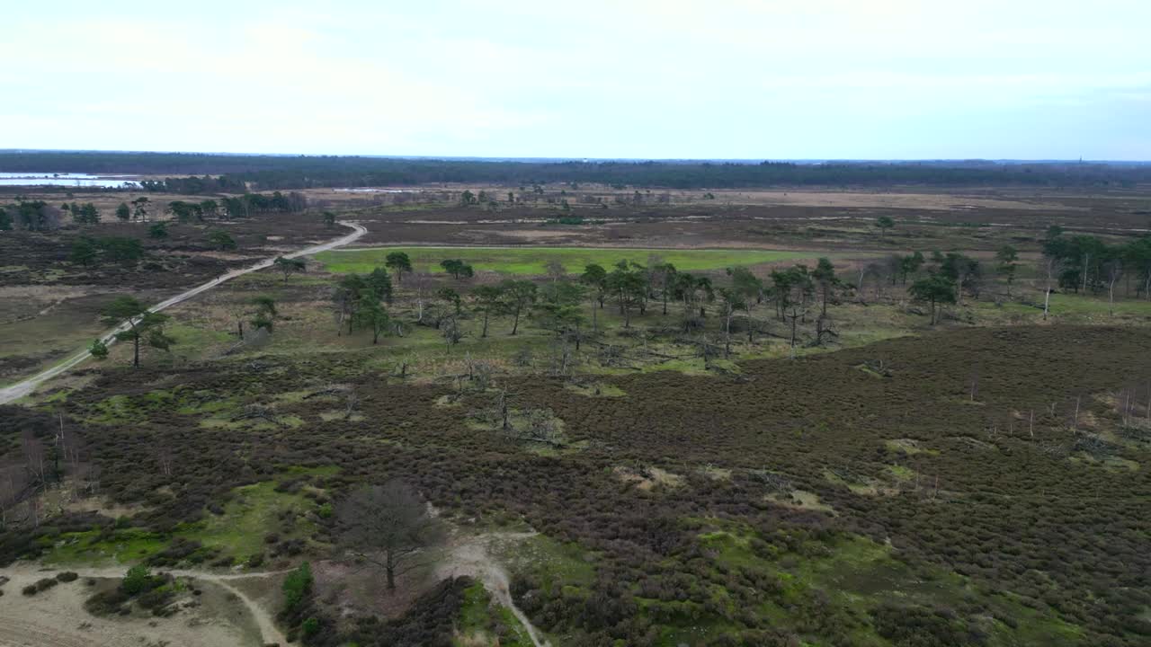 cielo volado sobre un pequeño bosque en un brezal