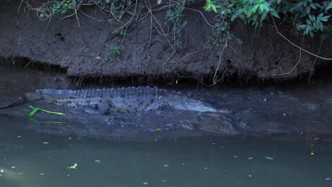 Witness-the-grace-and-stealth-of-these-fascinating-creatures-as-they-navigate-their-natural-habitats,-showcasing-their-unique-colors,-patterns,-and-behavior