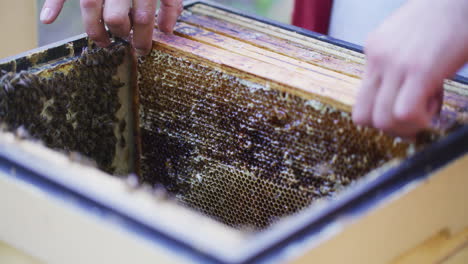 close-up of hive interior while beekeeper works