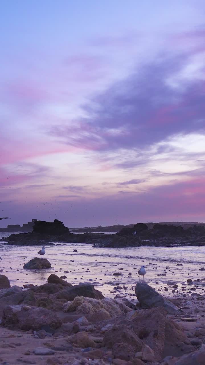 Cielo al tramonto sul mare con gabbiano, luce solare. Paesaggio marino. Costa atlantica del Marocco a Essaouira. Sfondo di cielo colorato. Video verticale